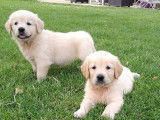À réserver, 10 chiots Golden Retrievers inscrits au LOF