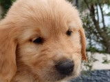 À réserver, 10 chiots Golden Retrievers inscrits au LOF
