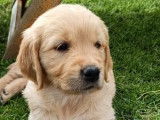 À réserver, 10 chiots Golden Retrievers inscrits au LOF