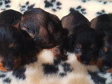 4 chiots Teckels LOF disponibles à la réservation