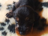 4 chiots Teckels LOF disponibles à la réservation