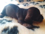 4 chiots Teckels LOF disponibles à la réservation