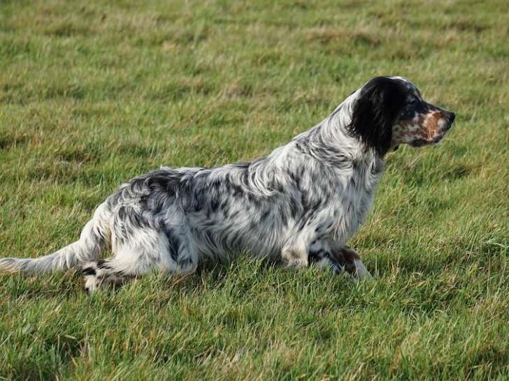 Setter Anglais mâle tricolore à vendre