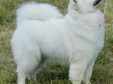 Chiots Samoyède à vendre