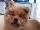 À vendre, 1 chiot mâle Eurasier LOF
