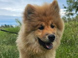 À vendre, 1 chiot mâle Eurasier LOF