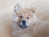 À vendre, 1 chiot mâle Eurasier LOF