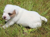 3 chiots Parson Russells Terriers LOF à réserver