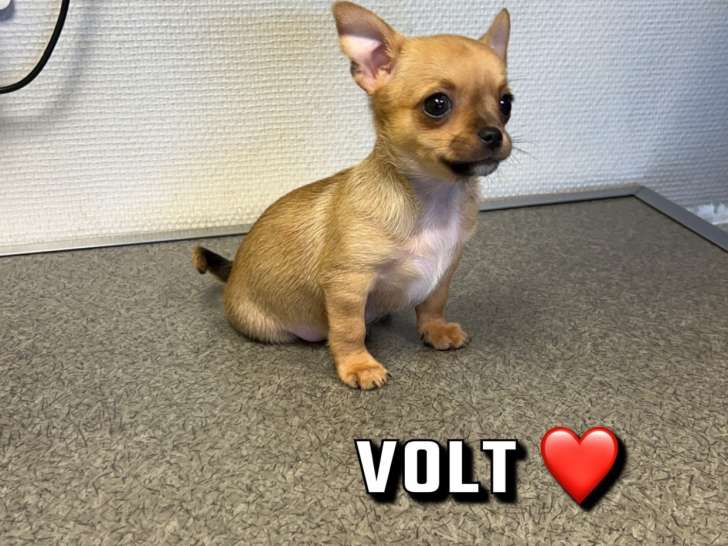 Chiots Chihuahua