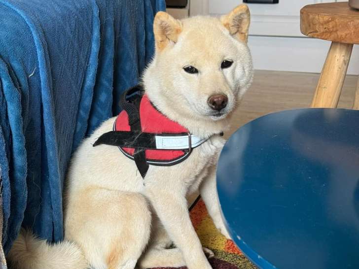 Jeune femelle Mame Shiba avec pedigree à vendre