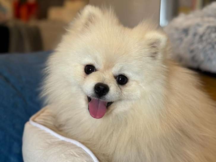 Jeune chien Loulou de Poméranie à vendre