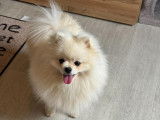 Jeune chien Loulou de Poméranie à vendre