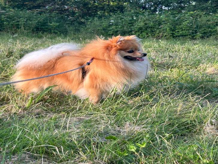 Mâle Spitz Nain disponible pour sallie