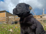À vendre, un chiot mâle Labrador noir LOF