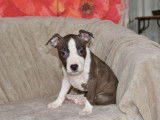 8 chiots American Staffordshire Terrier LOF disponibles à la vente