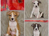 8 chiots American Staffordshire Terrier LOF disponibles à la vente