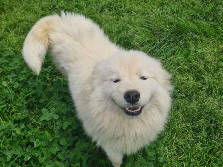 Une chienne Samoyède non LOF à vendre
