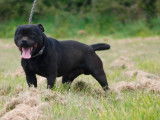 À vendre : un chiot mâle Staffordshire Bull Terrier LOF