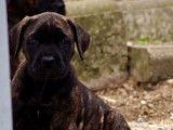 1 chiot femelle Cane Corso LOF disponible à la réservation