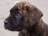 1 chiot femelle Cane Corso LOF disponible à la réservation
