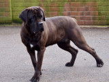 1 chiot femelle Cane Corso LOF disponible à la réservation