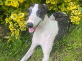 Une chienne Whippet LOF &agrave; vendre