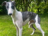 Une chienne Whippet LOF &agrave; vendre