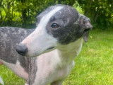 Une chienne Whippet LOF &agrave; vendre