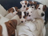 À vendre, 5 chiots Jack Russells LOF