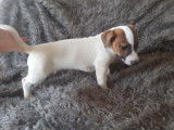 5 chiots Jack Russells LOF à vendre
