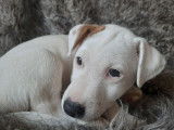 5 chiots Jack Russells LOF à vendre