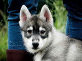 À vendre : un chiot mâle Husky de Sibérie LOF