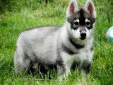 À vendre : un chiot mâle Husky de Sibérie LOF