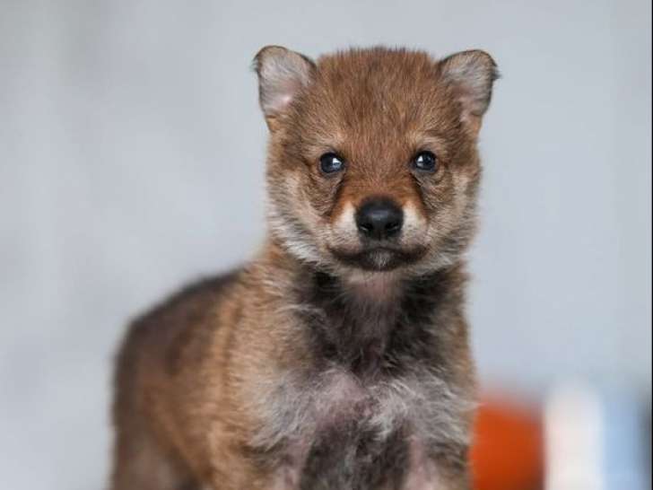 À réserver, 10 chiots Chiens Loups Tchécoslovaques LOF