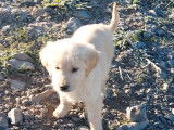 Un chiot femelle Golden Retriever LOF à vendre