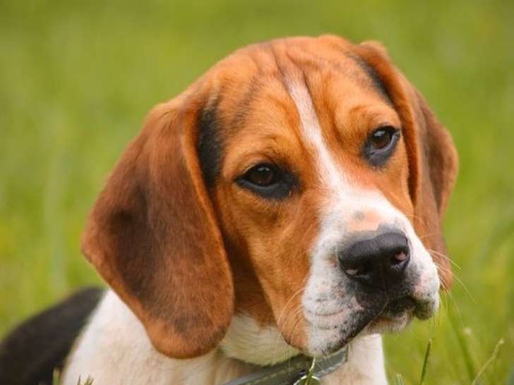À vendre : 1 chiot mâle Beagle LOF