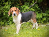 À vendre : 1 chiot mâle Beagle LOF
