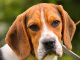 À vendre : 1 chiot mâle Beagle LOF