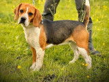 À vendre : 1 chiot mâle Beagle LOF