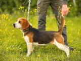 À vendre : 1 chiot mâle Beagle LOF