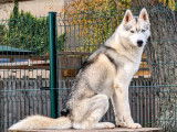 Mâle Husky Sibérien LOF disponible pour saillie