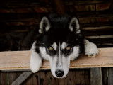 Mâle Husky Sibérien LOF disponible pour saillie