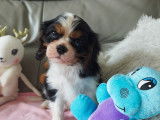 Chiots de race Cavalier King Charles Spaniel à vendre (3 femelles & 3 mâles)
