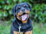 Disponible à la vente, une chienne Rottweiler LOF