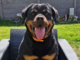 Disponible à la vente, une chienne Rottweiler LOF