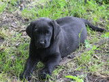 4 chiots femelles Labradors LOF disponibles à la vente