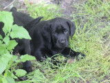 4 chiots femelles Labradors LOF disponibles à la vente