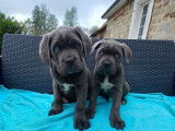 &Agrave; r&eacute;server : 5 chiots Cane Corso LOF
