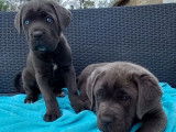 &Agrave; r&eacute;server : 5 chiots Cane Corso LOF
