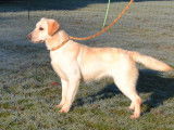 Une chienne Labrador LOF disponible à la vente
